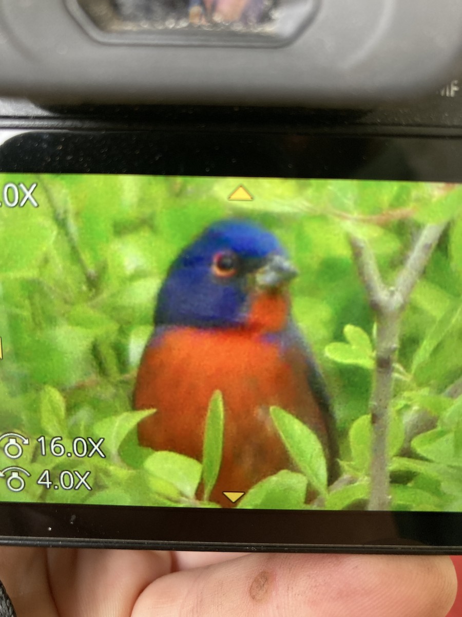 Painted Bunting - ML543906741