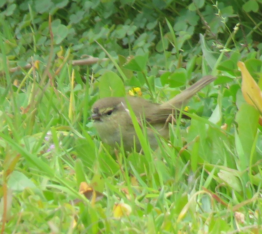 Phylloscopus sp. - ML543907051