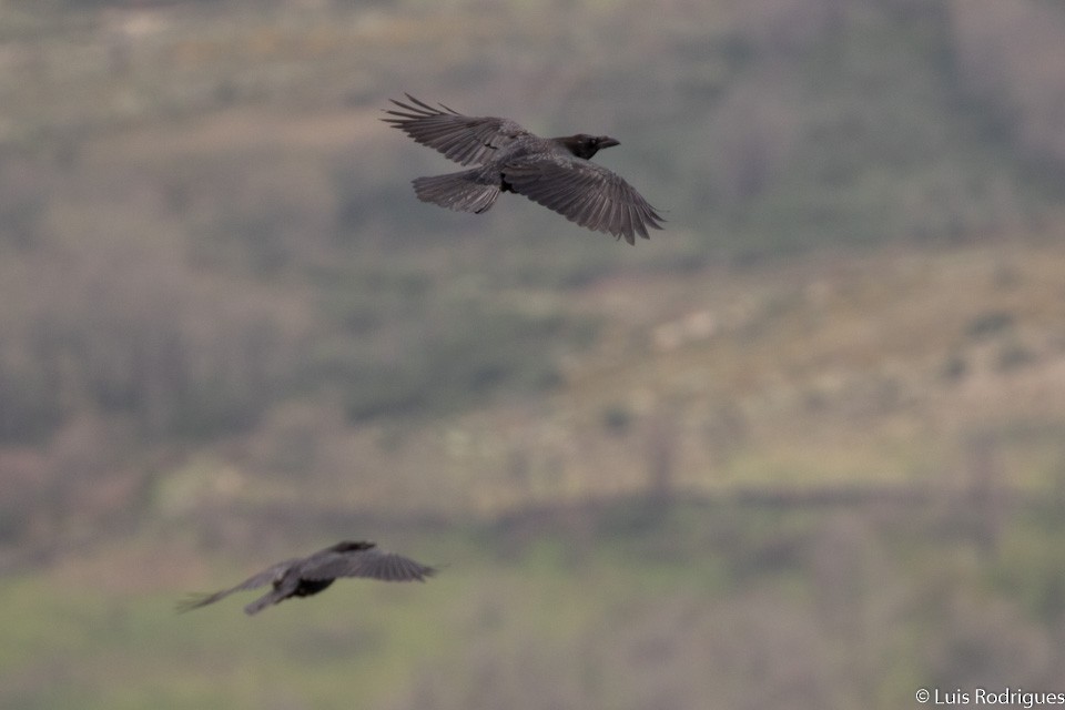 Common Raven - Luis Rodrigues