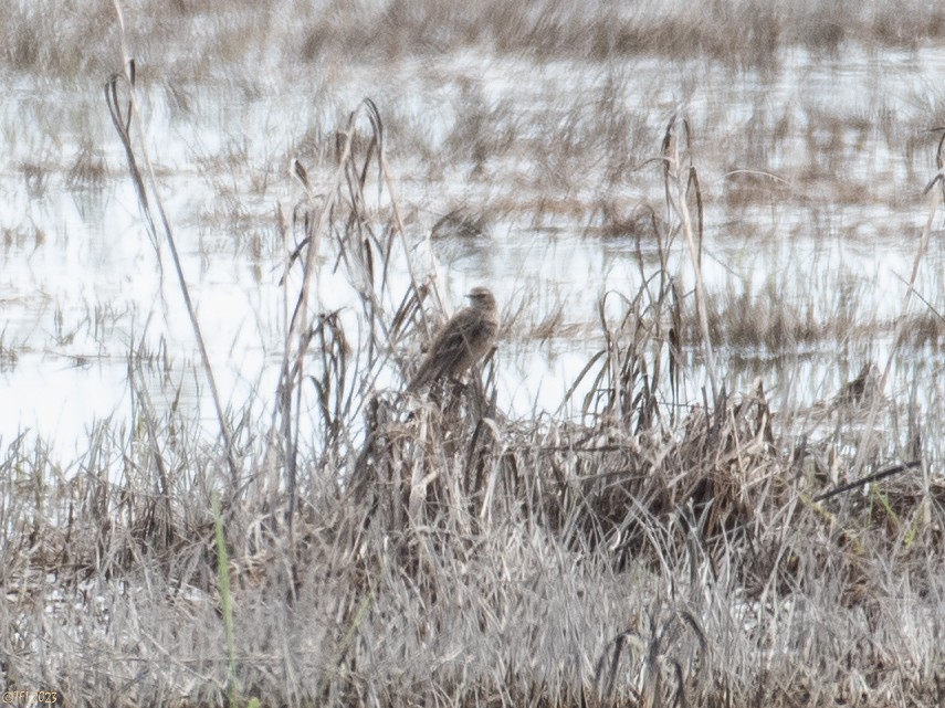 Water Pipit - T I