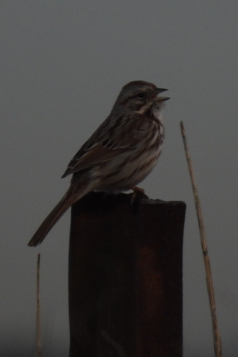 Song Sparrow - ML543909461