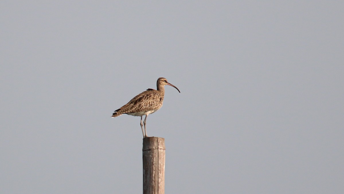 Whimbrel - ML543910421