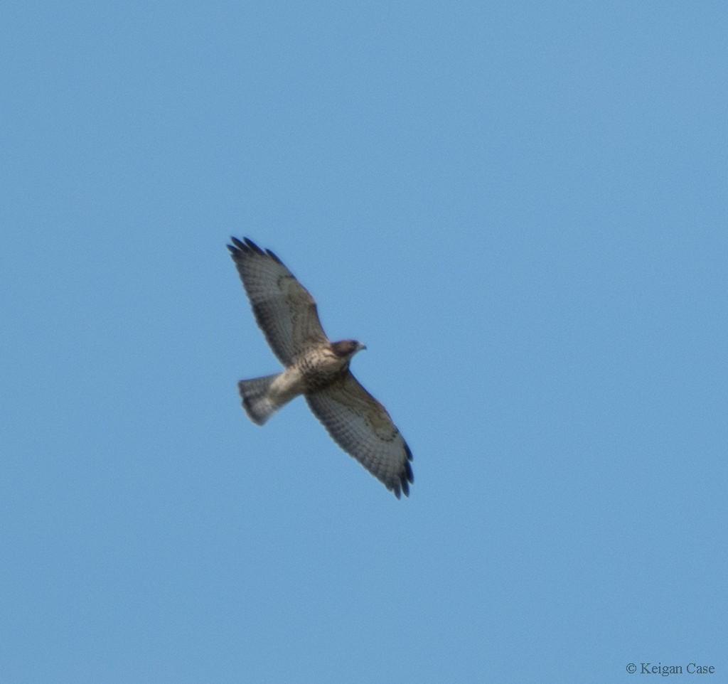 Broad-winged Hawk - ML543910601