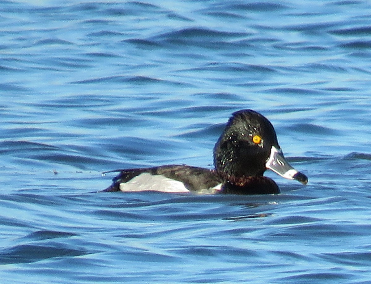 Ring-necked Duck - Gwen Lanning