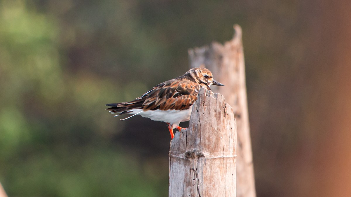 Ruddy Turnstone - ML543911641