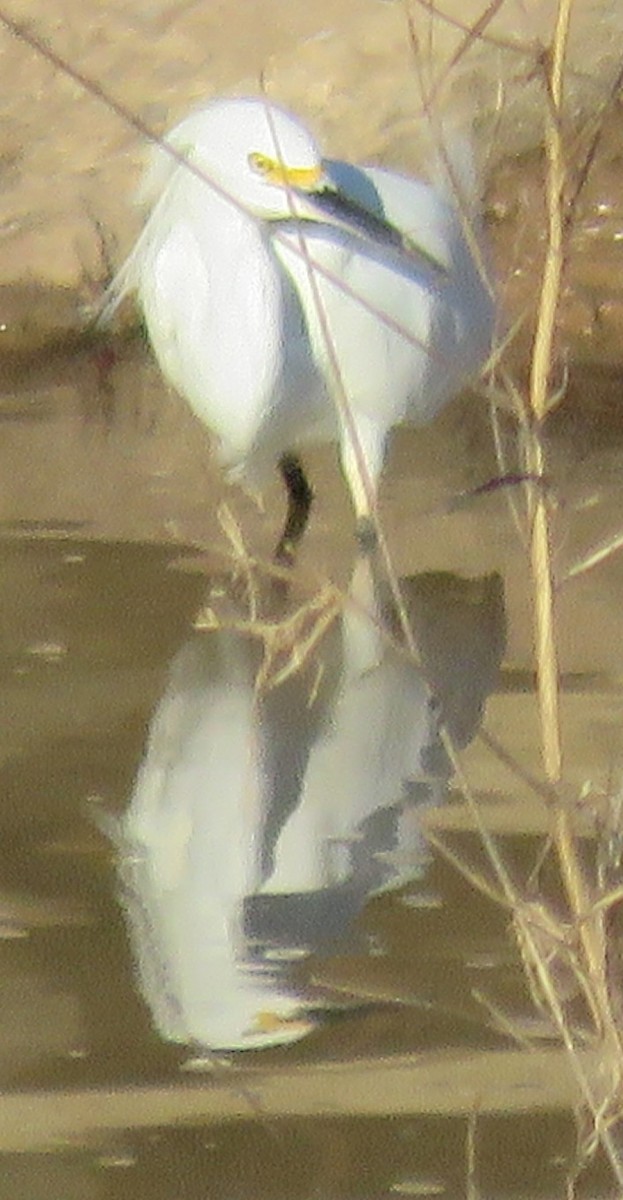 Snowy Egret - ML543912291