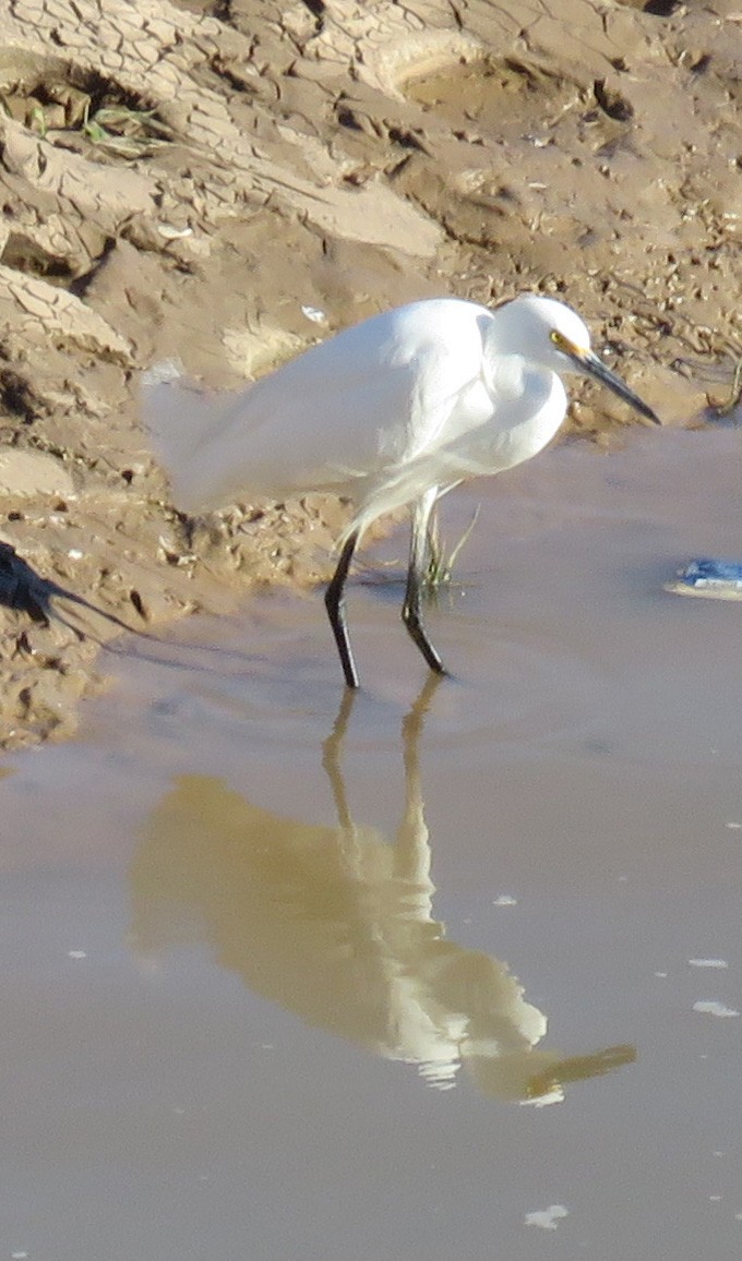 Snowy Egret - ML543912301