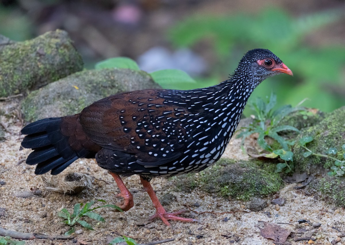 Sri Lanka Spurfowl - ML543912411