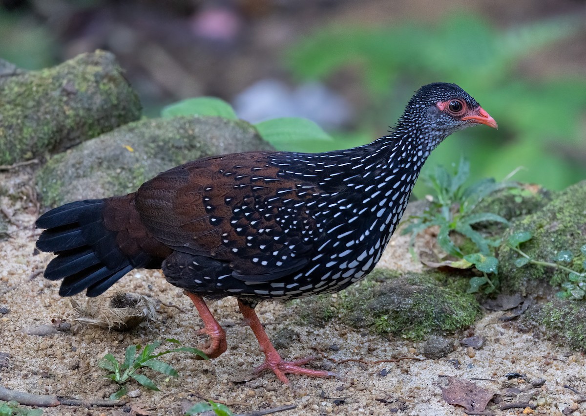 Sri Lanka Spurfowl - Bernat Garrigos