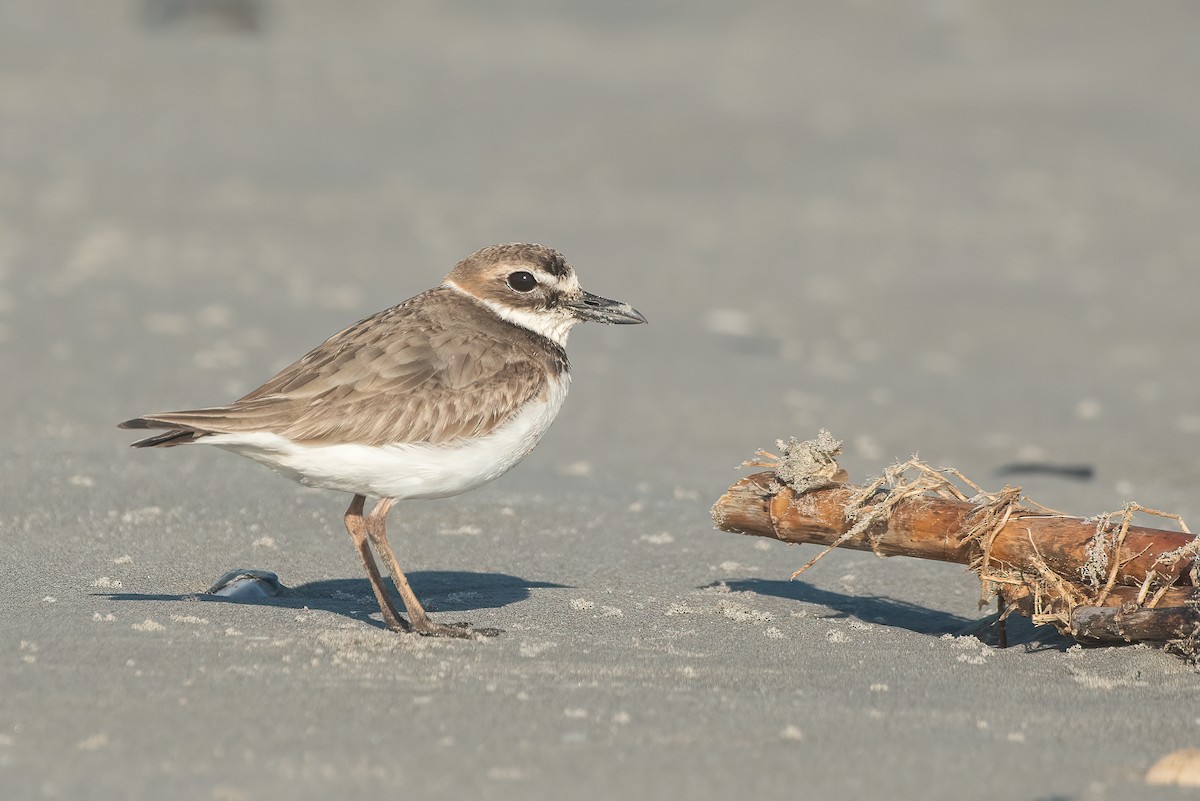 Wilson's Plover - ML543913301