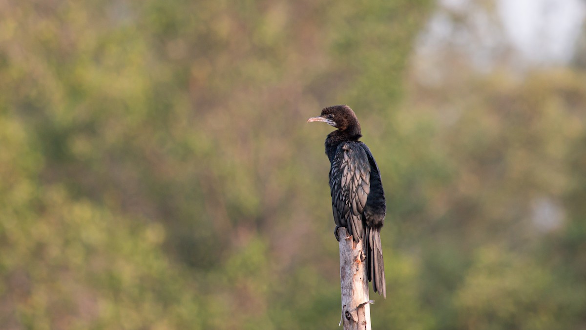 Cormoran de Vieillot - ML543913571