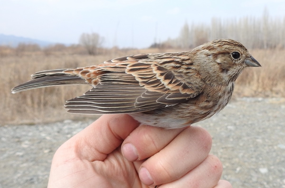 Yellowhammer x Pine Bunting (hybrid) - ML543913911