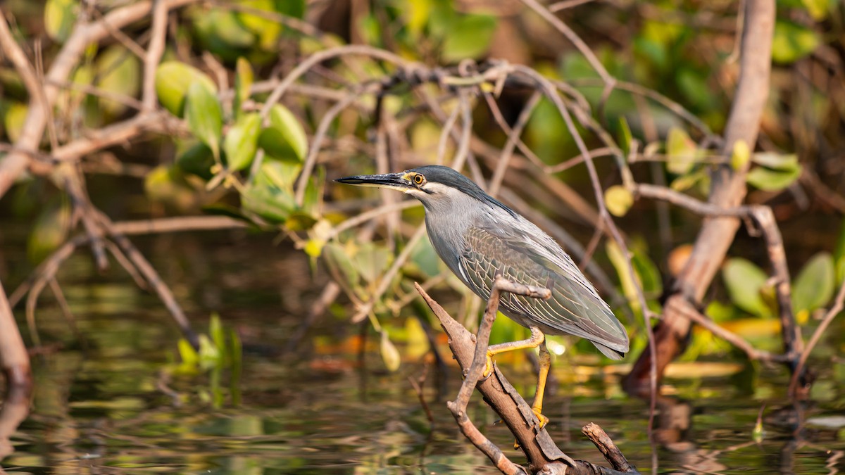 Striated Heron - ML543914001