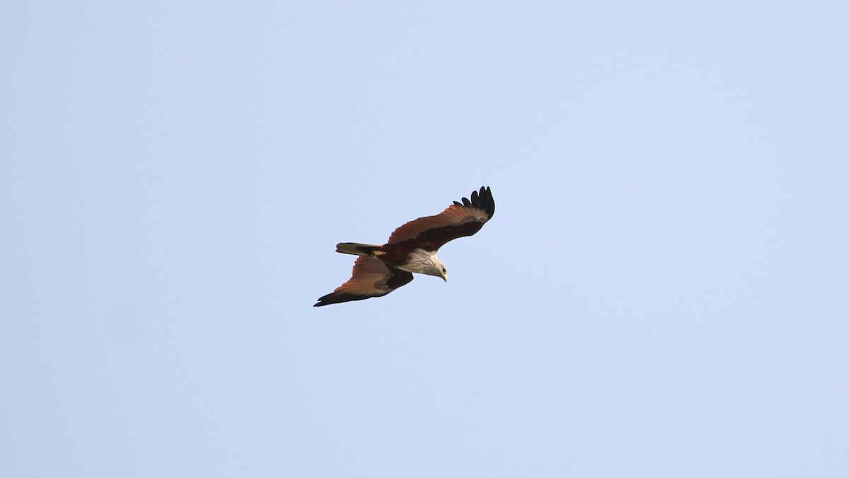 Brahminy Kite - ML543914051