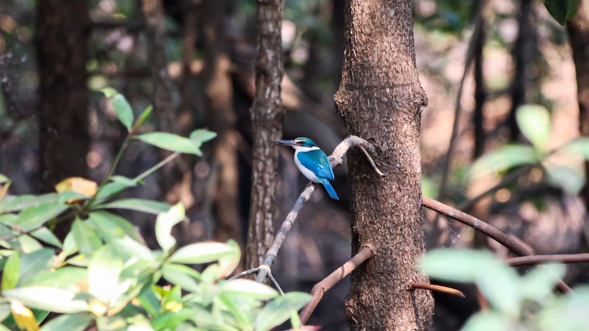 Collared Kingfisher - ML543914101