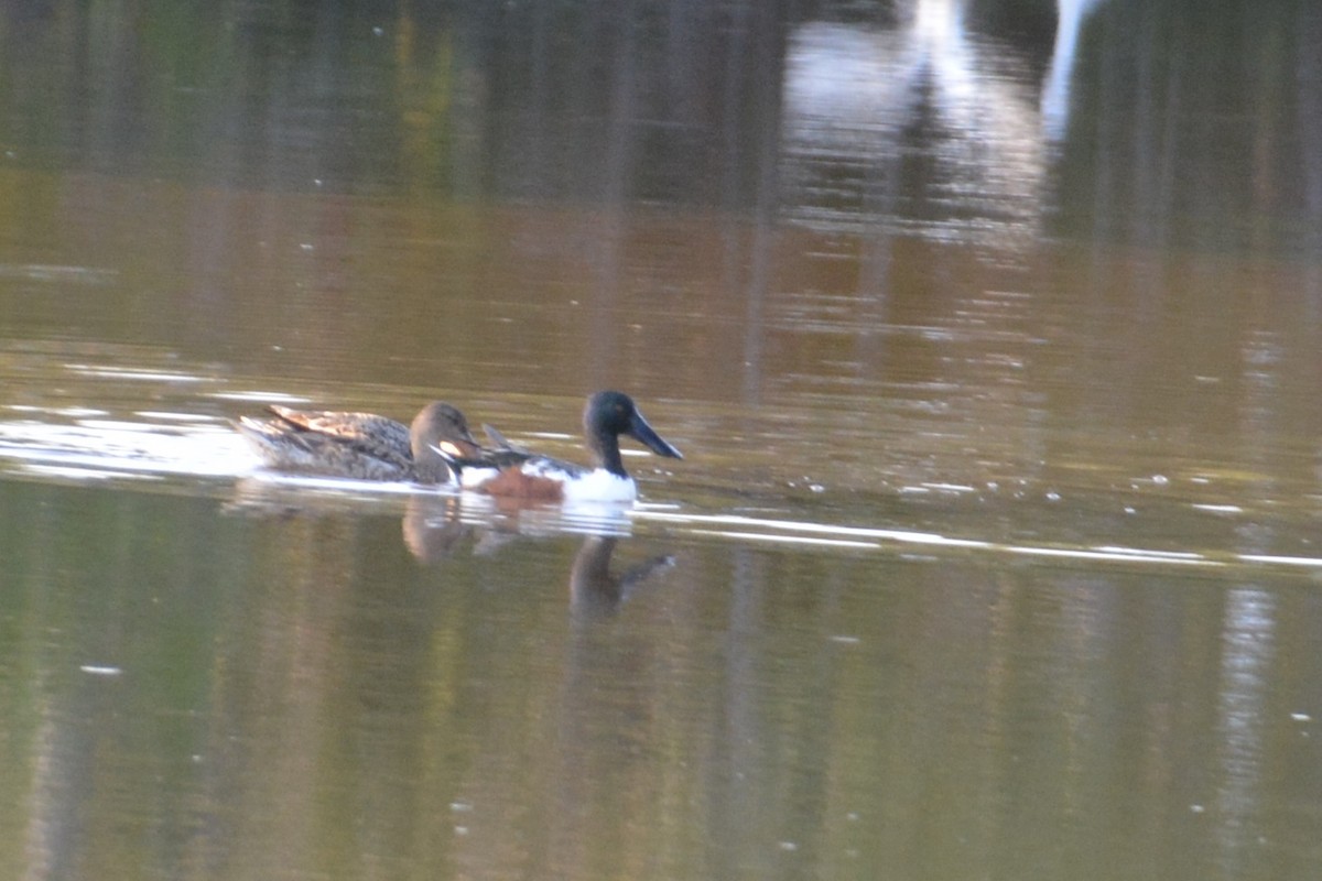 Northern Shoveler - ML54391421