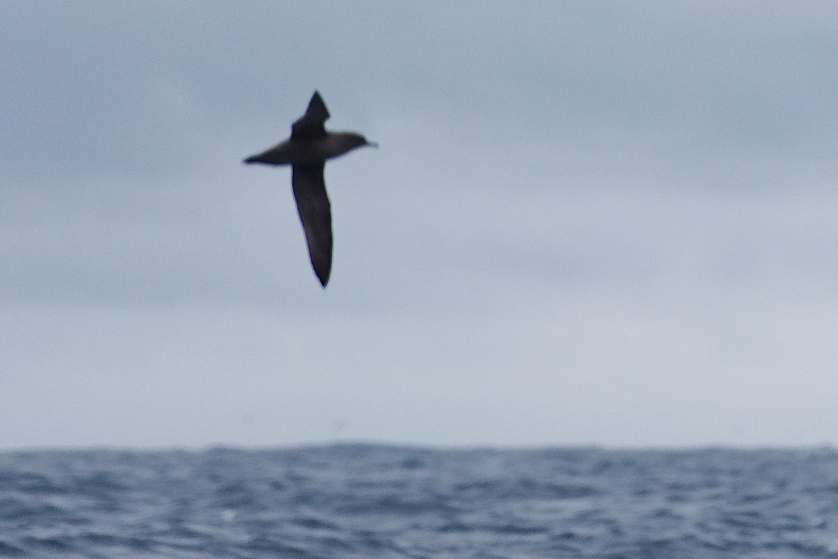 Short-tailed Shearwater - ML543914581