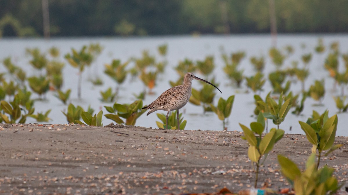 Eurasian Curlew - ML543915241