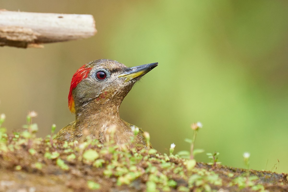 Lesser Yellownape - Raghavendra  Pai