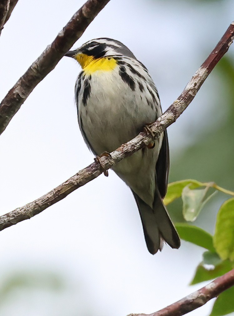 Yellow-throated Warbler (albilora) - Tom Driscoll