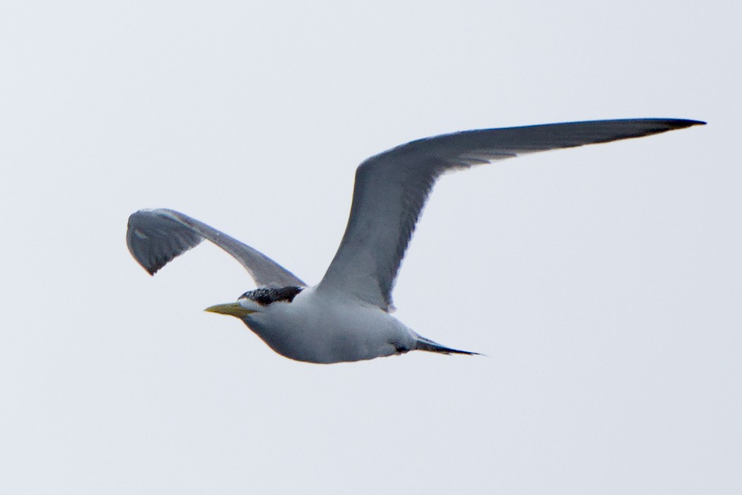 Great Crested Tern - ML543916441