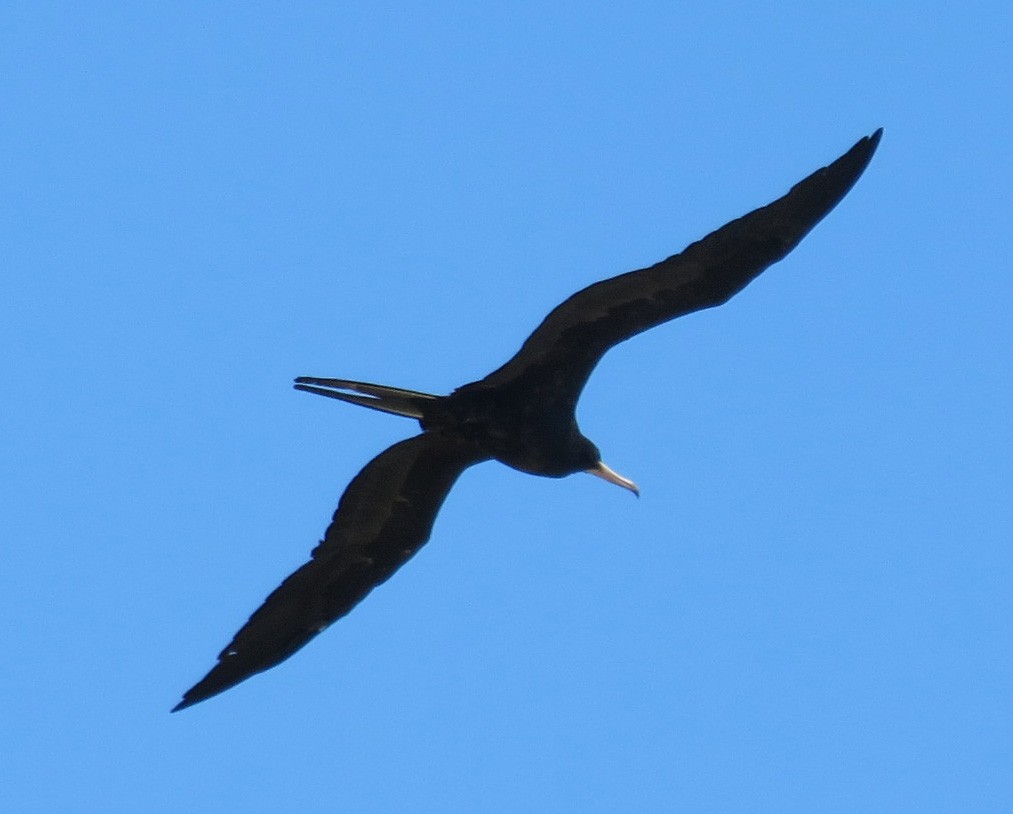 Magnificent Frigatebird - ML543916791