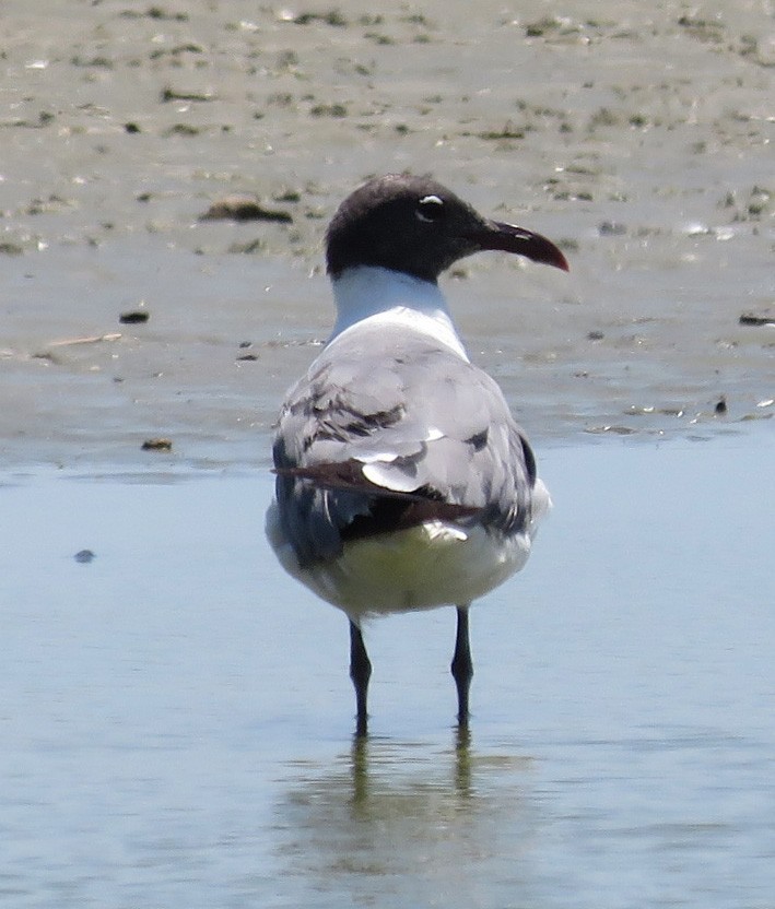 Laughing Gull - ML543917811