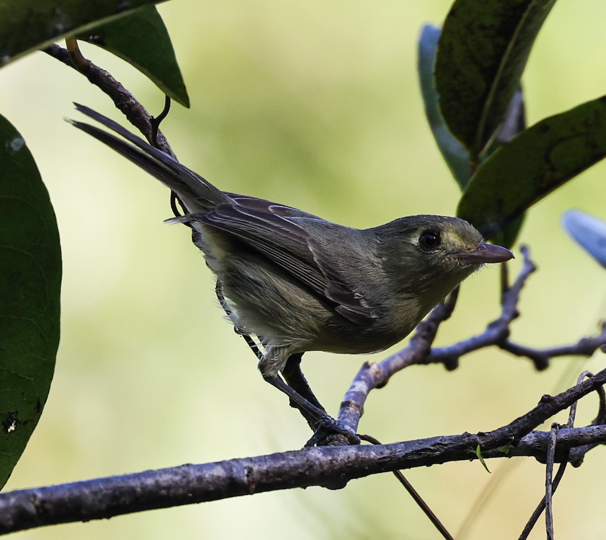 Cuban Vireo - Tom Driscoll