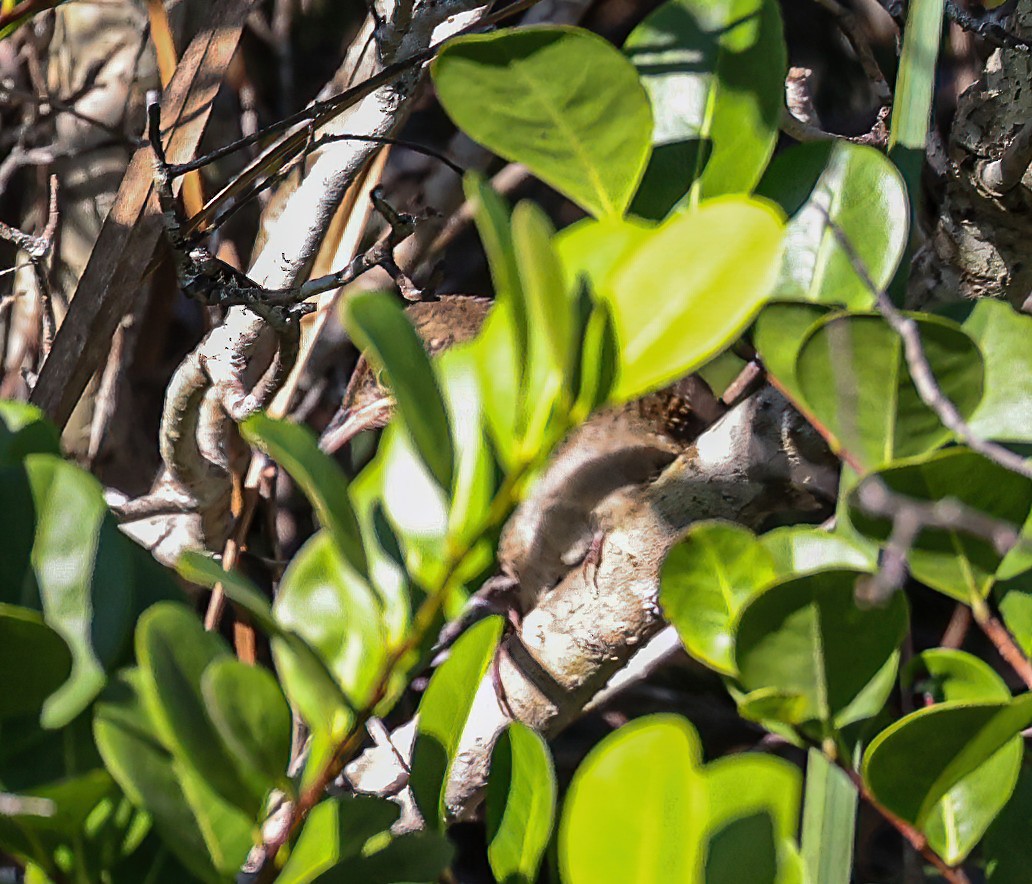 Zapata Wren - ML543917941