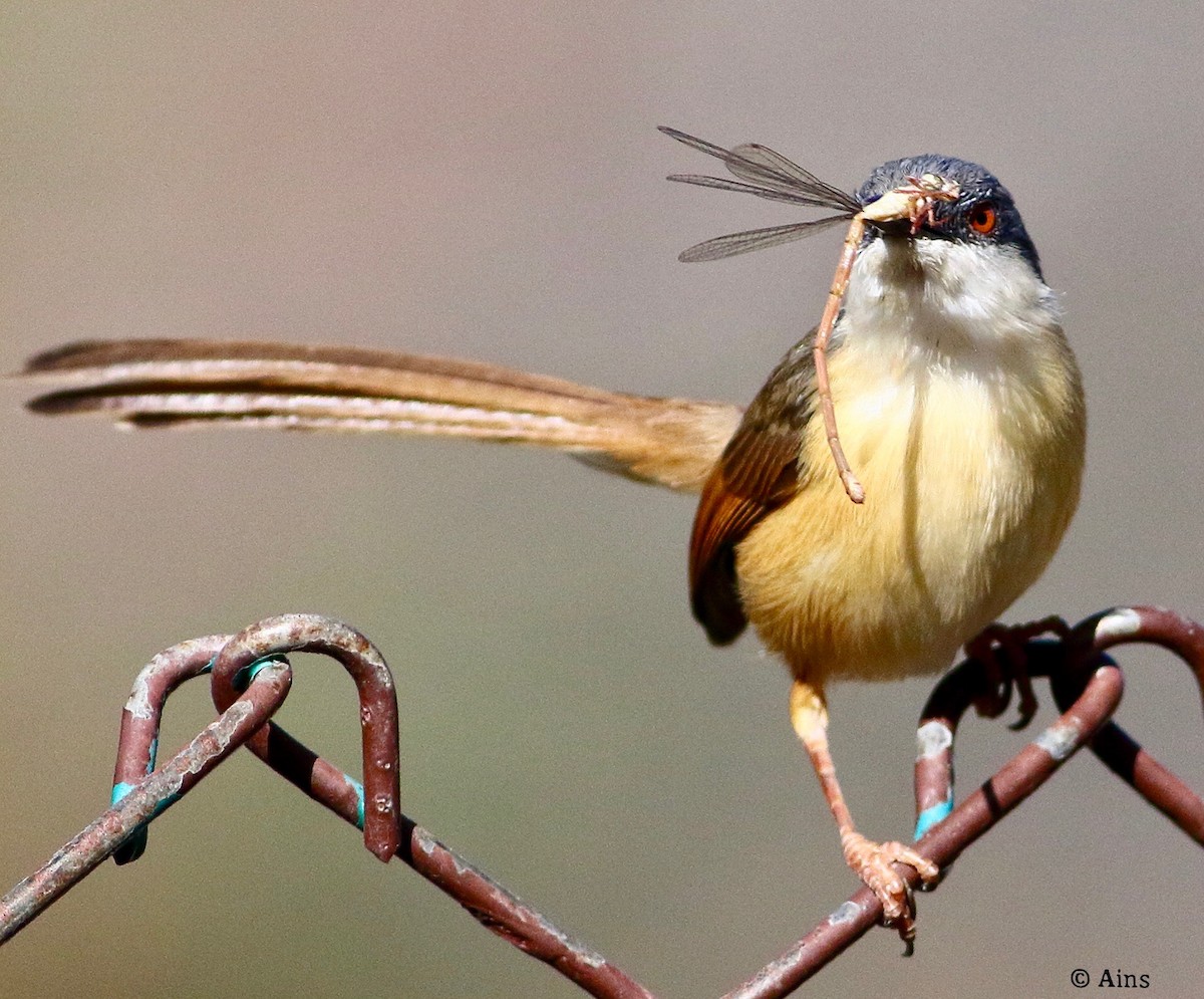 Ashy Prinia - Ains Priestman