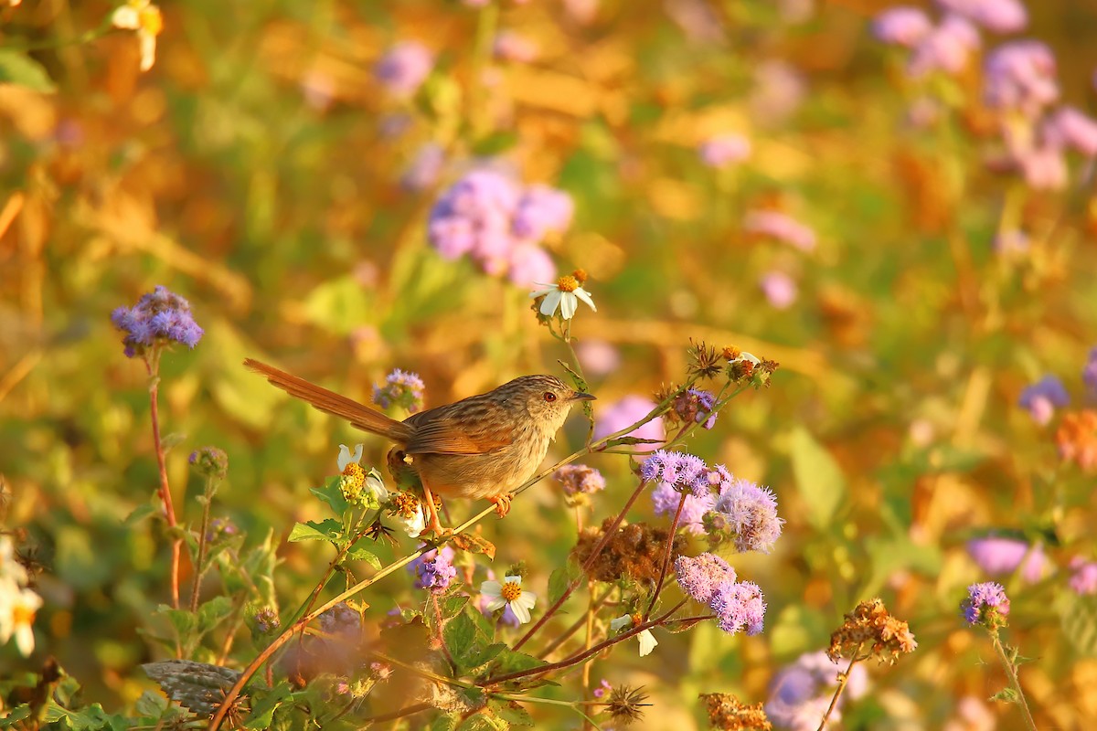 Striped Prinia - ML543918521