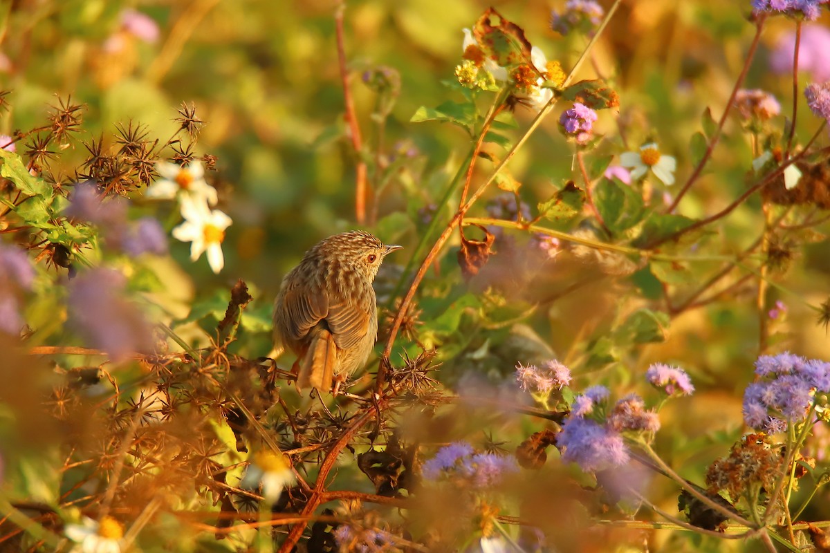 Striped Prinia - ML543919121