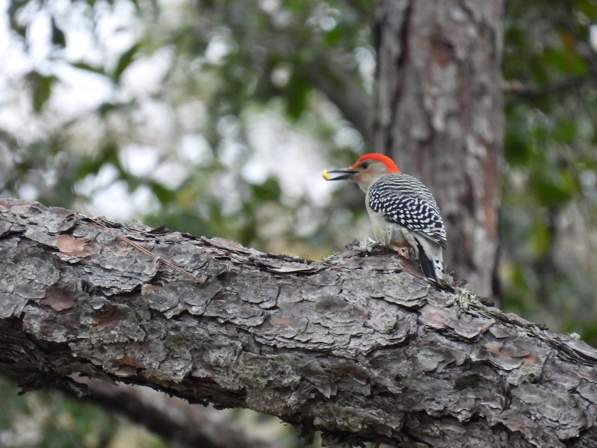 Red-bellied Woodpecker - ML543919131