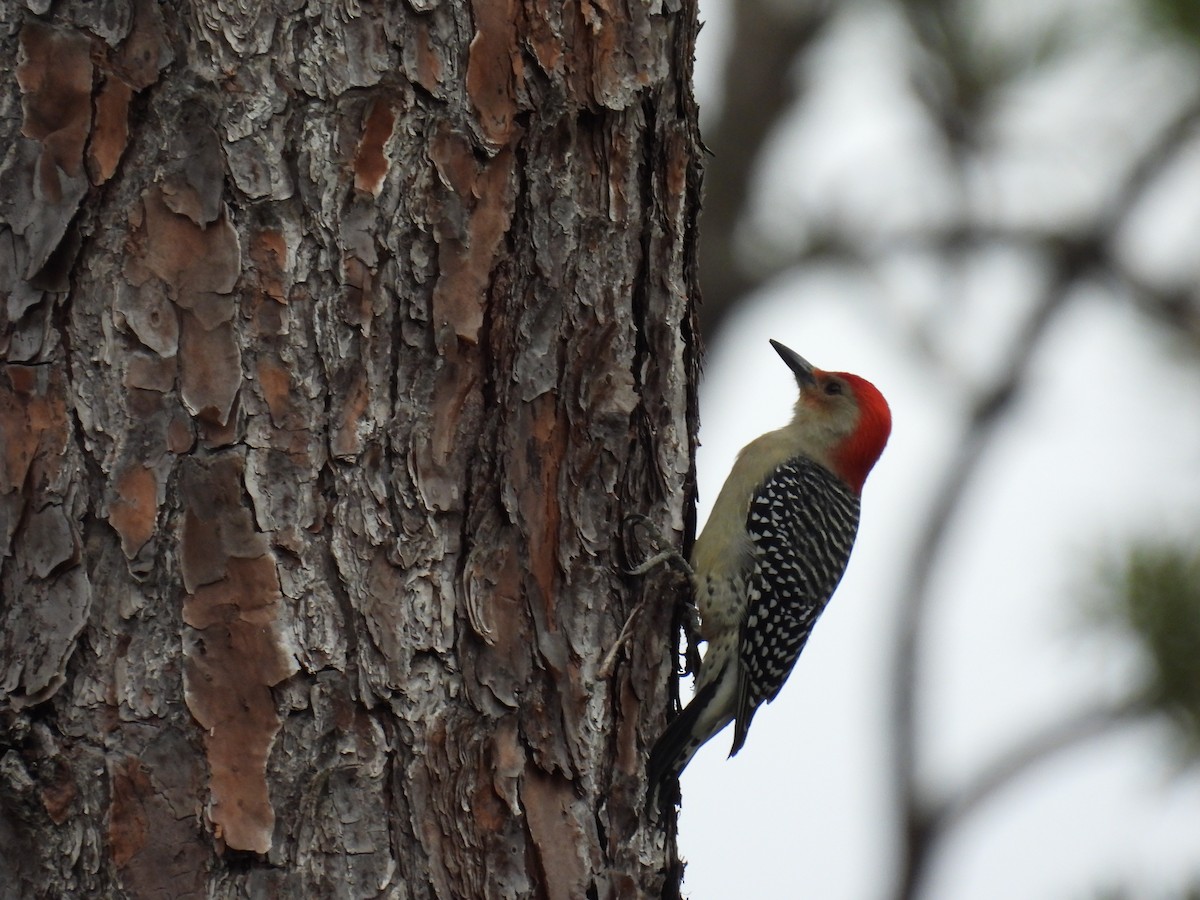 Red-bellied Woodpecker - ML543919161