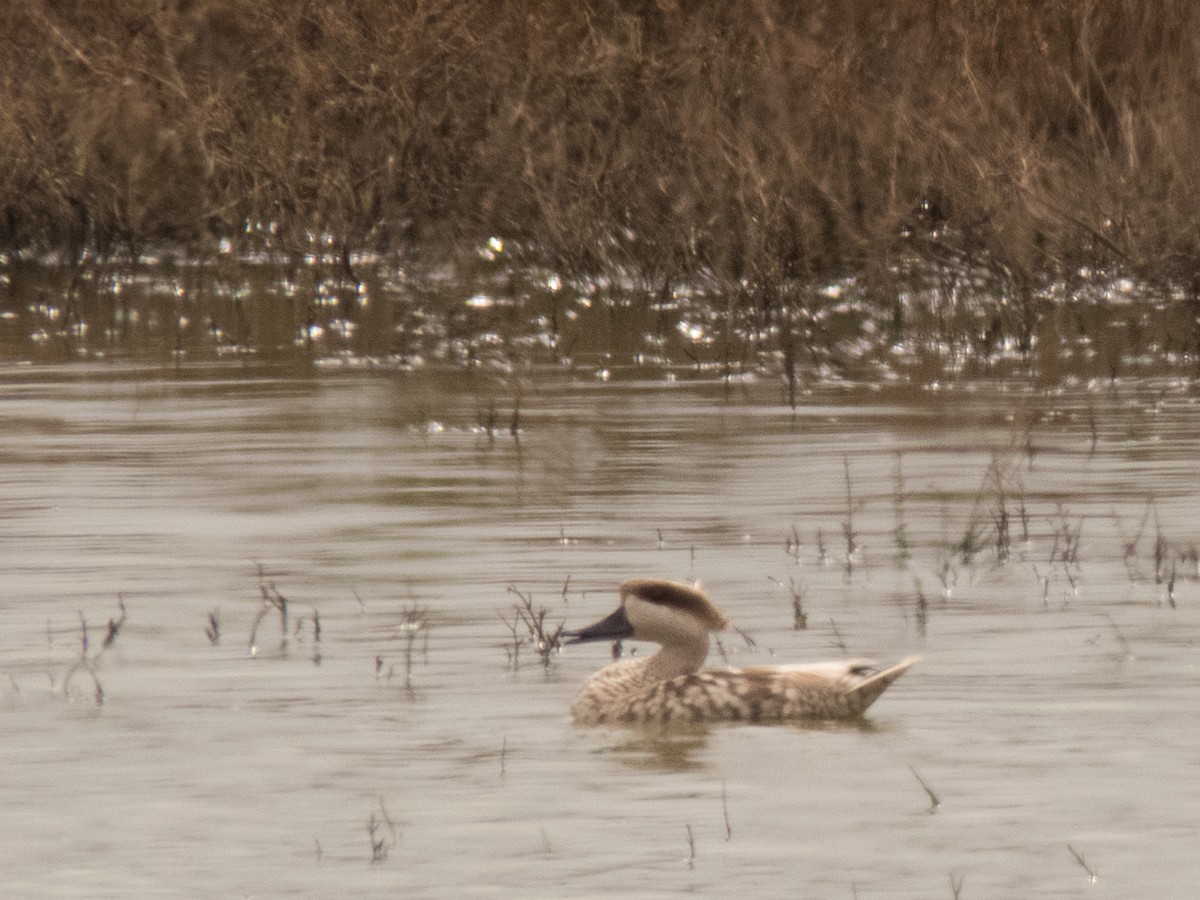 Marbled Duck - Pedro Fernandes