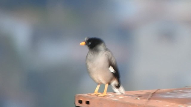 Jungle Myna - ML543920431