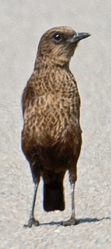 Southern Anteater-Chat - ML543920701