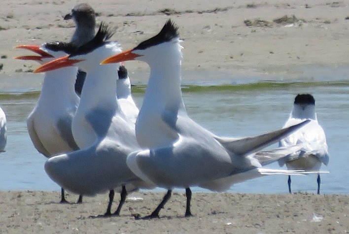 Royal Tern - ML543921081