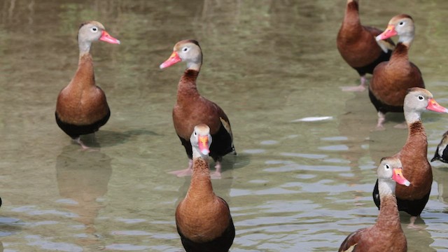 Black-bellied Whistling-Duck - ML543921741