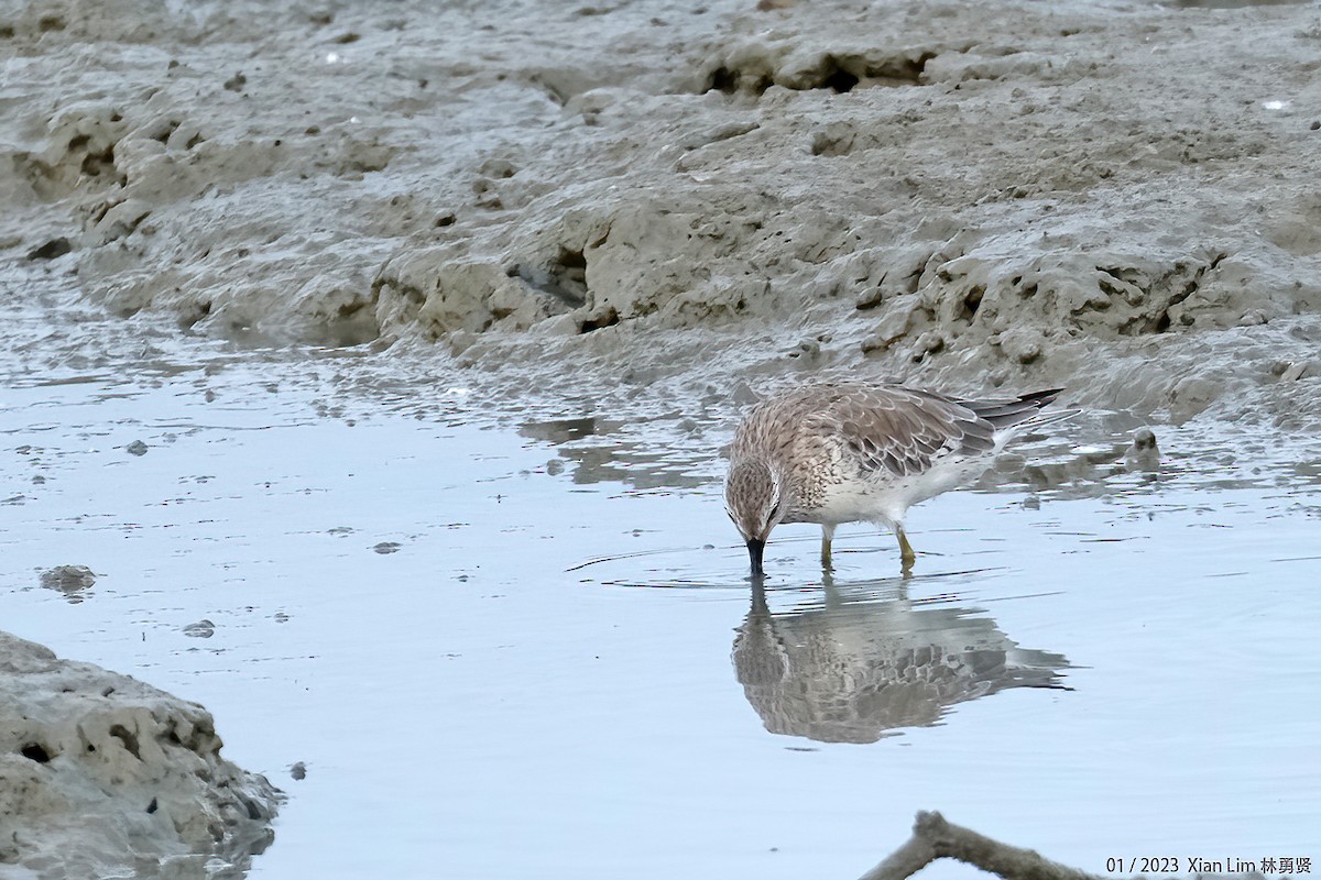 Great Knot - ML543921991