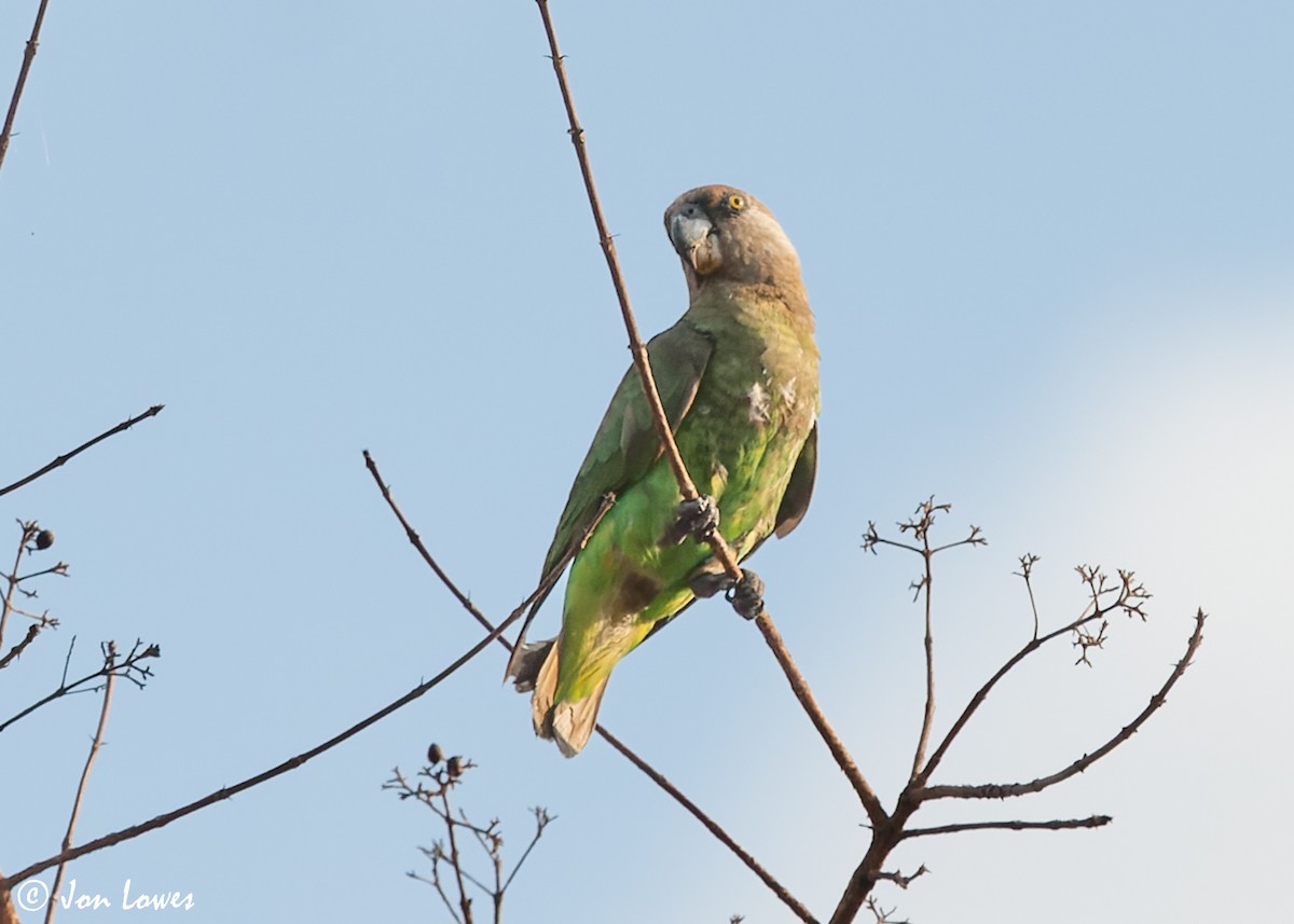 papoušek hnědohlavý - ML543922361