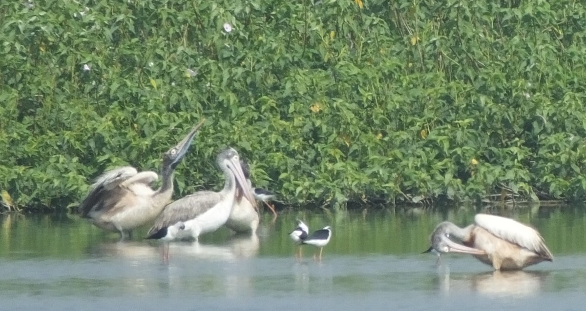 Spot-billed Pelican - ML543922841