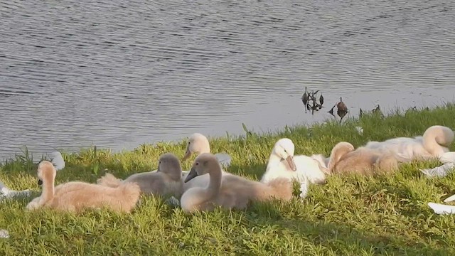 Cygne tuberculé - ML543922911