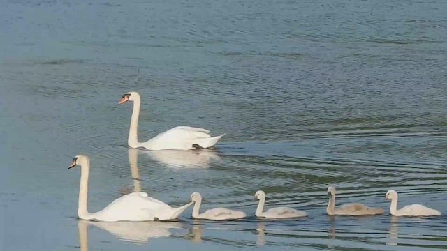 Хуруут хун - ML543923231