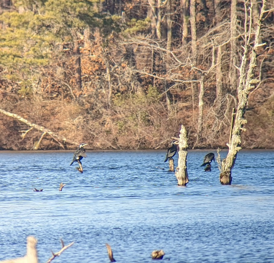 kormorán velký - ML543923861