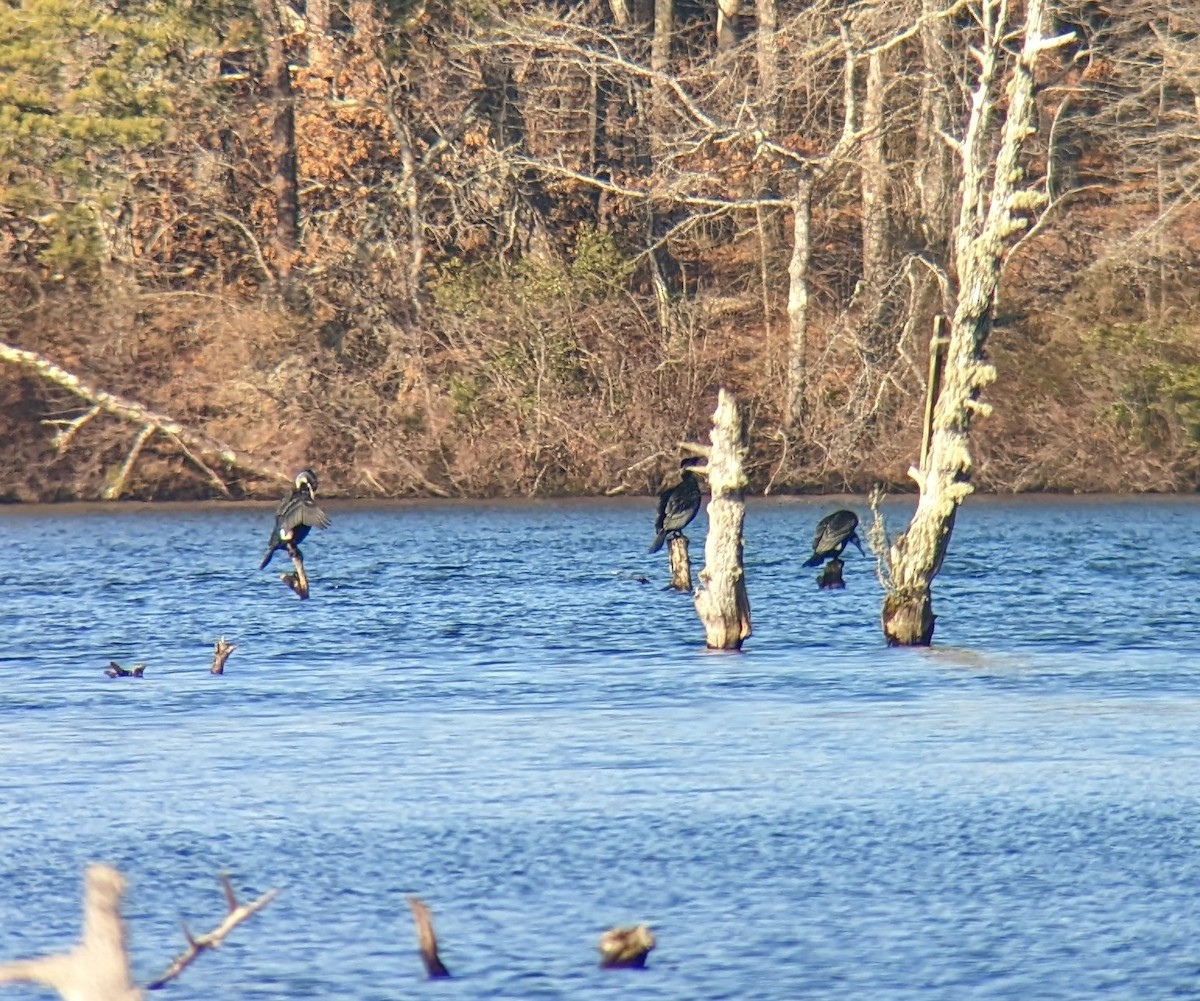 kormorán velký - ML543924001