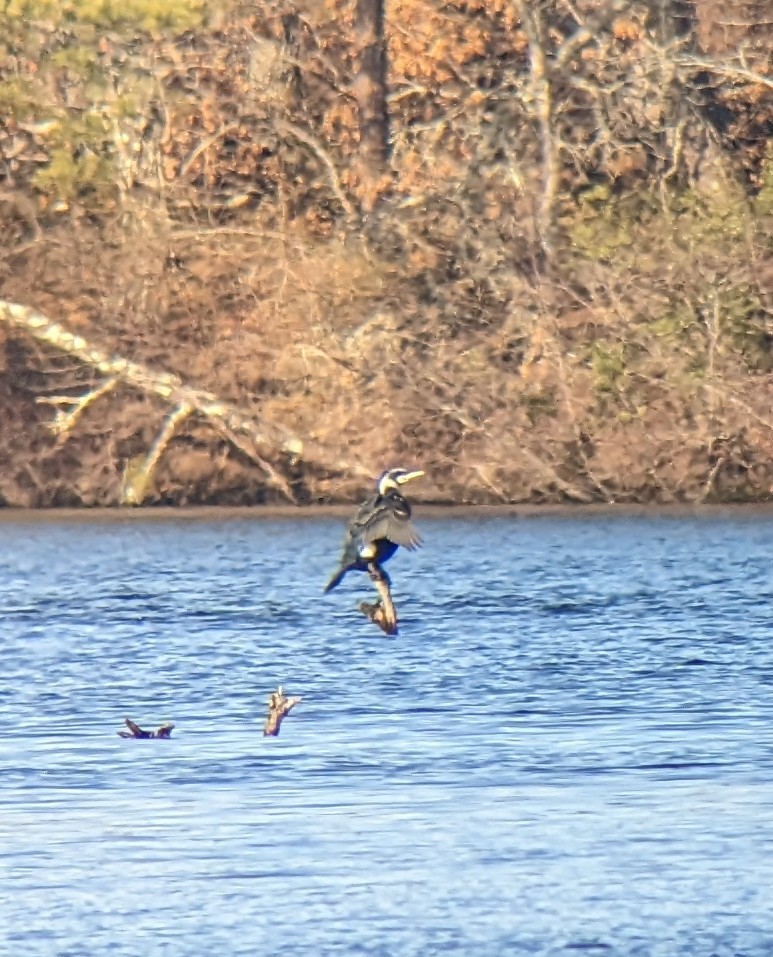 kormorán velký - ML543924071