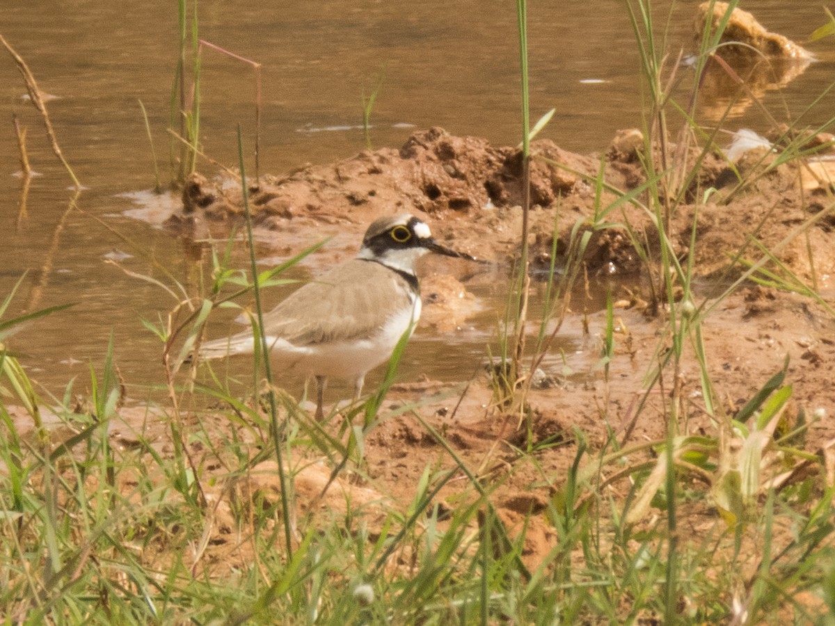 Little Ringed Plover - ML54392471