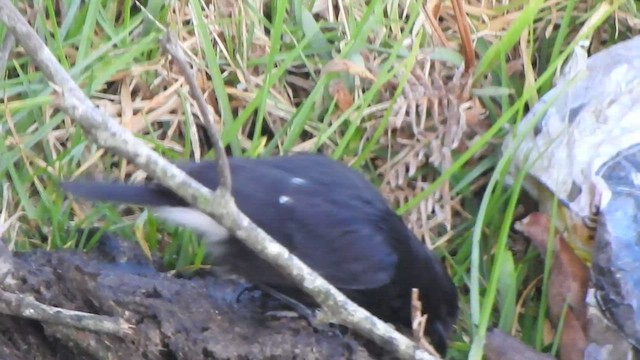 White-bellied Sholakili - ML543924831