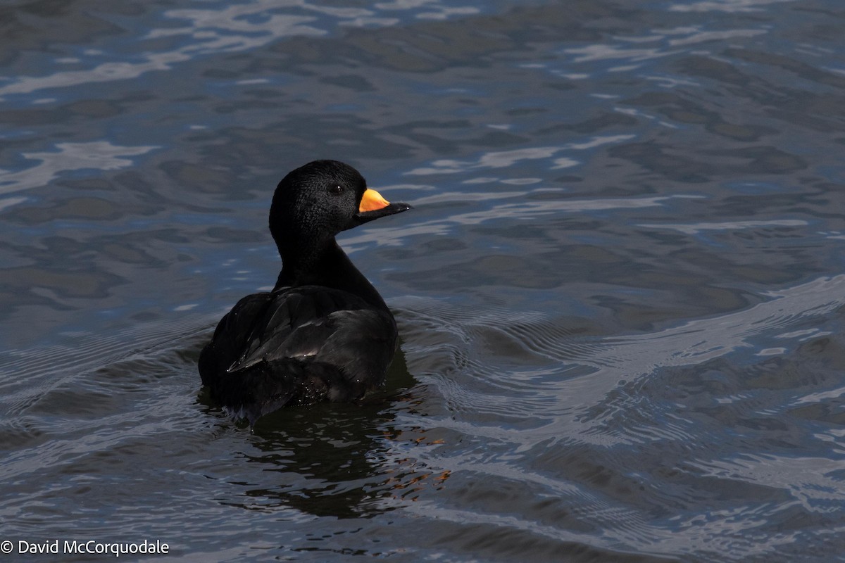 Black Scoter - David McCorquodale